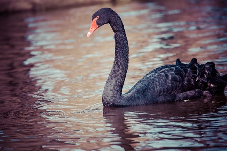 Swimming two black swansの写真素材