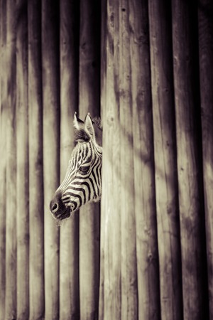 Zebra, Serengeti National Park, Tanzania, East Africaの写真素材