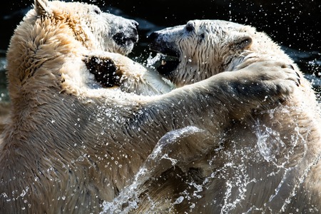 Polar bears fighting