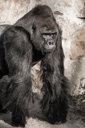 Face portrait of a gorilla maleの写真素材
