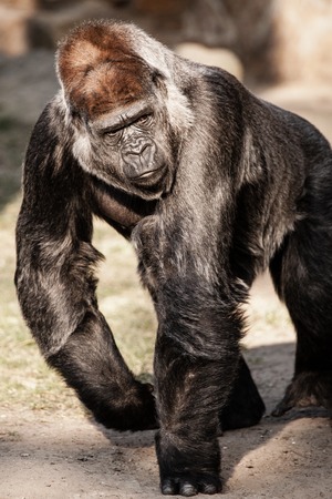 Face portrait of a gorilla male