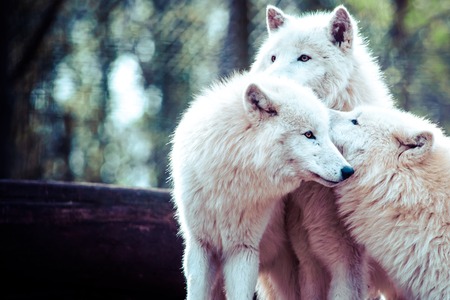 Arctic white wolf の写真素材