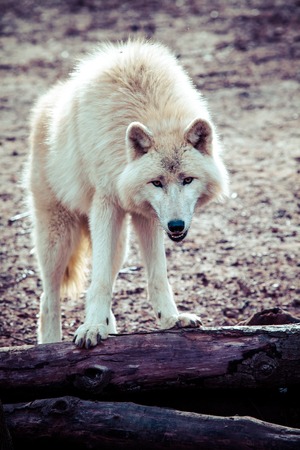 Arctic white wolf の写真素材