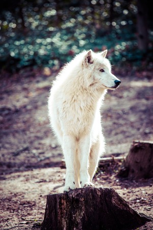 Arctic white wolf 