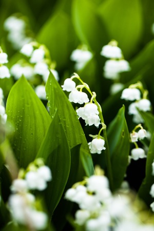 Lily of the valley flowers with water drops on green background. Convallaria majalisの写真素材
