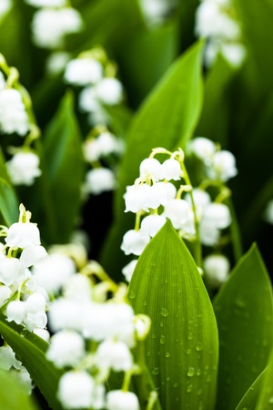 Lily of the valley flowers with water drops on green background. Convallaria majalisの写真素材
