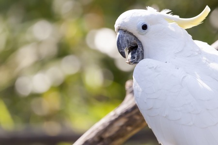 close up of yellow crested cockatoo with blurred foliage background の写真素材
