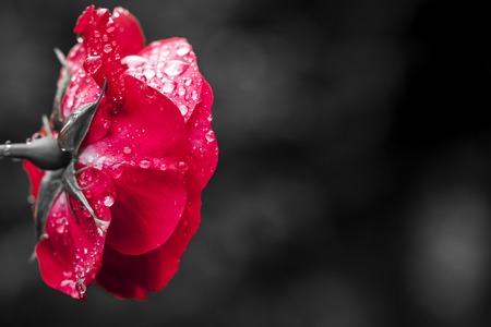 Close-up view of beatiful dark red rose の写真素材
