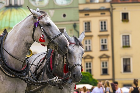 Horses and carts on the market in Krakow, Poland.の写真素材