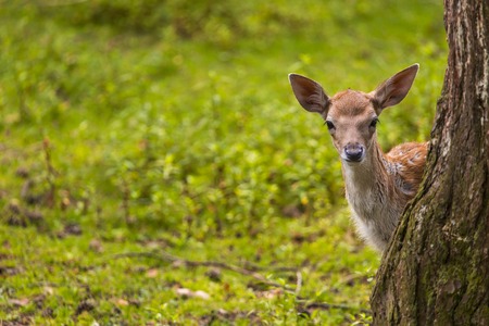 Close-up fallow deer in wild nature の写真素材
