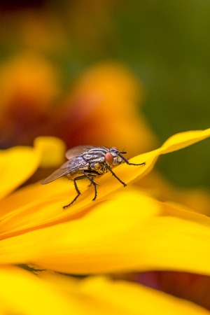 Insect fly macro on yellow leaf の写真素材