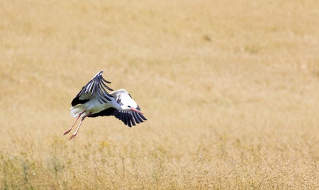 A Stork in flight in Suwalki Landscape Park, Poland.の写真素材