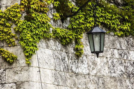 Window covered with green ivy の写真素材