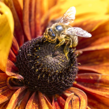 Close-up photo of a Western Honey Bee gathering nectar and spreading pollen on a young Autumn Sun...