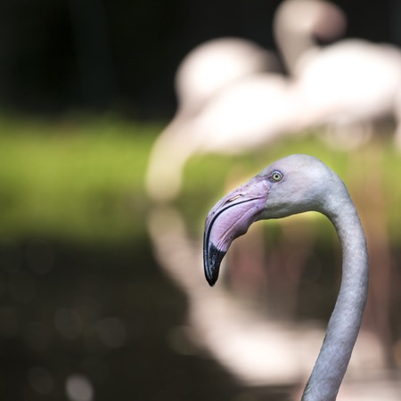 Pink flamingos against green backgroundの写真素材