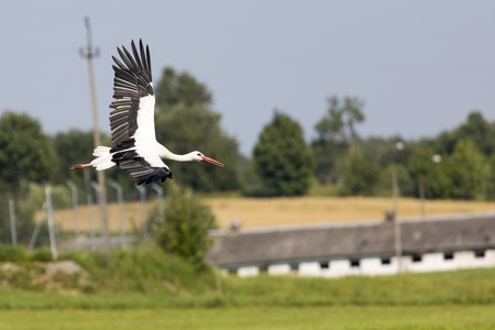 A Stork in flight in Suwalki Landscape Park, Poland.の写真素材