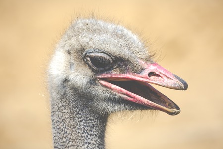 Ostrich head closeup の写真素材