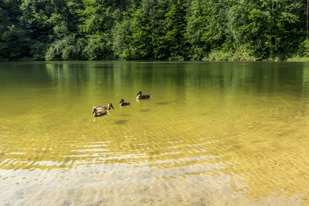 Summer landscape at the lake and forest with mirror reflectionの写真素材