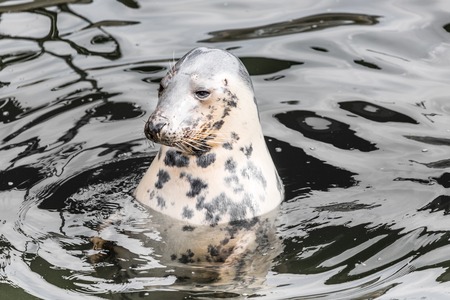 Harbour Seal (Phoca vitulina) pokes his head out of the waterの写真素材