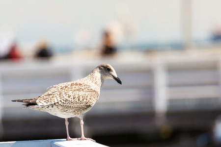 Close-up of a seagull in Sopot Pier, Gdansk with the baltic Sea in the background, Poland 2013.の写真素材