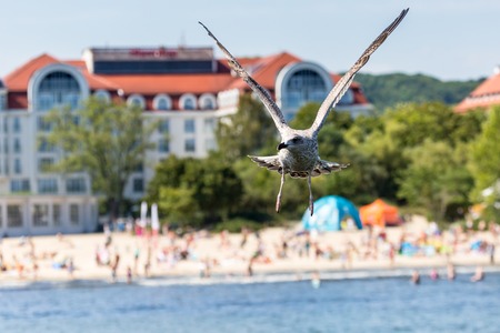 Seagulls flyingon the pier in Sopot, Poland.の写真素材