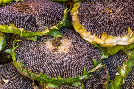 Sunflower with seeds for sale at farmers market. Poland.の写真素材