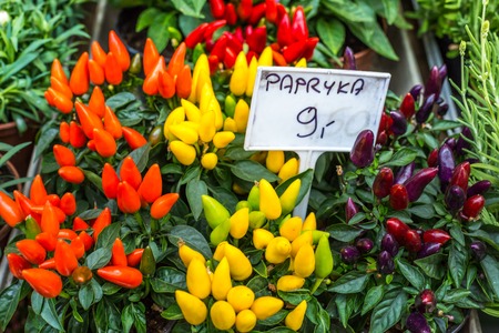 A pepper-plant with red and green peppersの写真素材