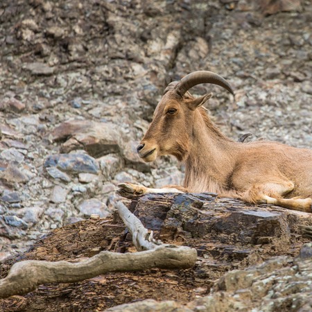 West caucasian tur goat in nature.の写真素材