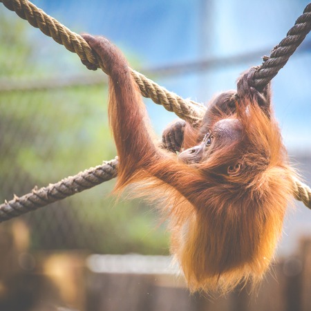 Stare of an orangutan baby, hanging on thick rope. A little great ape is going to be an alpha male. Human like monkey cub in shaggy red fur. の写真素材