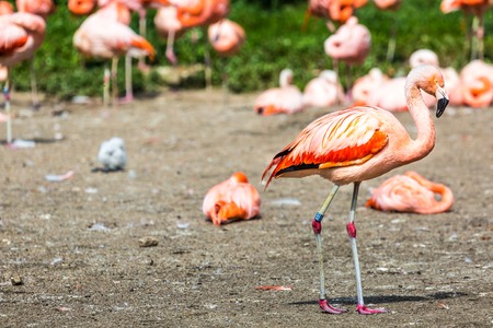 The pink Caribbean flamingo ( Phoenicopterus ruber ruber ) goes on water. Pink flamingo goes on a swamp. の写真素材