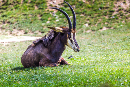 Male Sable Antelope on the plains of Hwange National Parkの写真素材