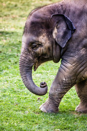 Baby Elephantの写真素材