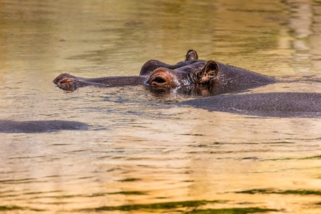 African hippo in their natural habitat. Kenya. Africa.
