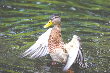 Duck female open the wings great colors の写真素材