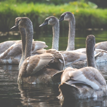 Tranquil Scene of a Swan Family Swimming on a Lake at autumn time.の写真素材