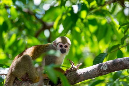 A black-capped squirrel monkey sitting on a tree (Saimirinae Saimiri boliviensis)