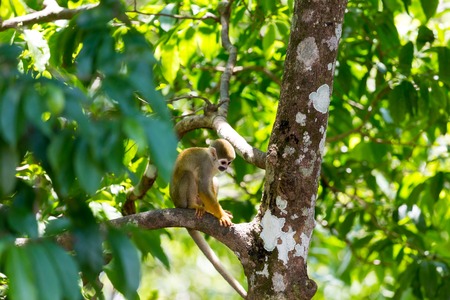 A black-capped squirrel monkey sitting on a tree (Saimirinae Saimiri boliviensis)