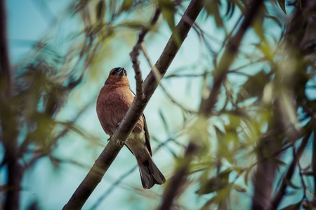 A male Chaffinch on a forest perch in New Zealand.の写真素材