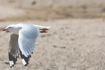 Sea Gull in New Zealand coast.