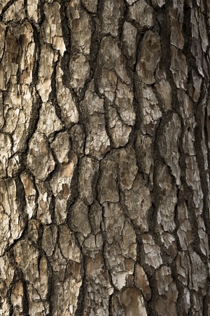 Bark background texture pattern.