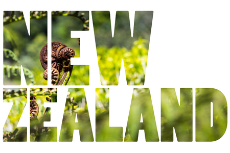 Unravelling fern frond closeup, one of New Zealand symbolsの写真素材