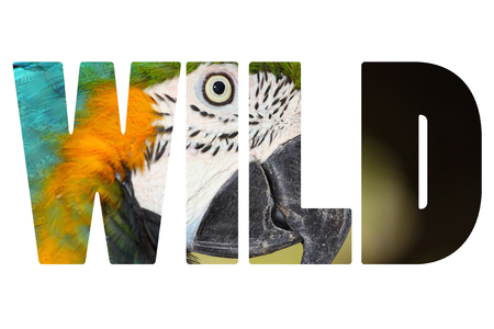 Word WILD over A blue and yellow macaw closeupの写真素材