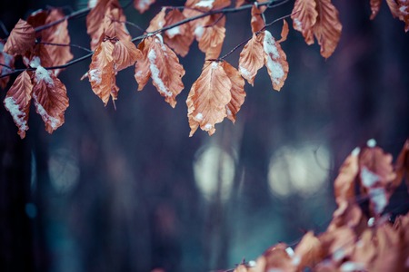 Winter leaves on the beech branch.の写真素材