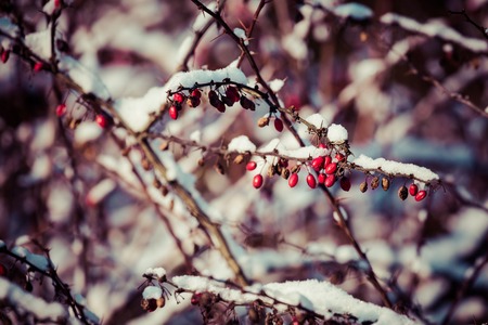 red berries covered with snow at winterの写真素材