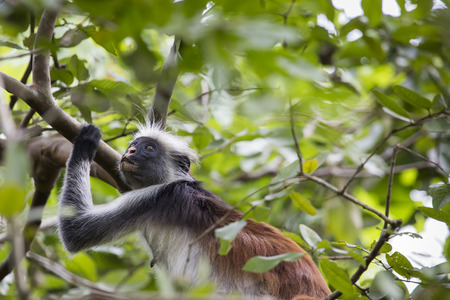 Endangered Zanzibar red colobus monkey (Procolobus kirkii), Jozani forest, Zanzibarの写真素材
