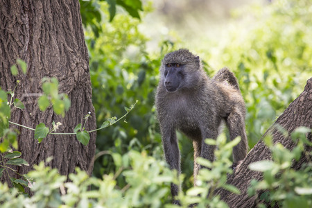 Baboon - Tarangire National Park - Wildlife Reserve in Tanzania, Africaの写真素材
