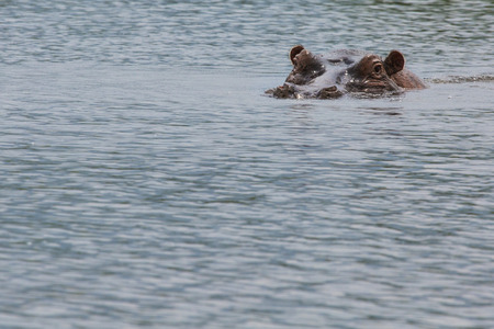 Hippopotamus in Ngorongoro Crater, Nature Reserve in Tanzania, East Africa