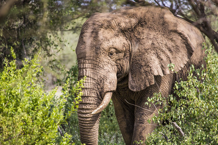Huge African elephant bull in the Tarangire National Park, Tanzaniaの写真素材