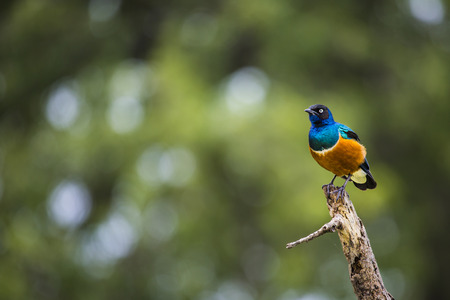 Colourful bird Superb Starling sits on a branch on a bright blue-green background.の写真素材