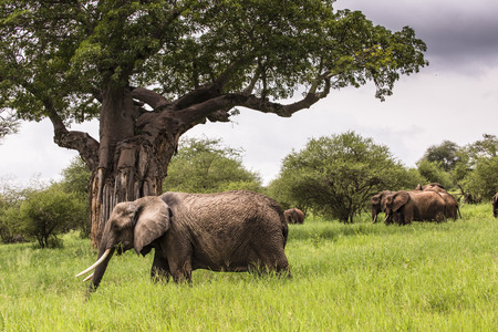 African elephants walking in savannah in the Tarangire National Park, Tanzaniaの写真素材